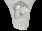 Crystal Filled Fossil Whelk - Rucks Pit, FL #69073-3